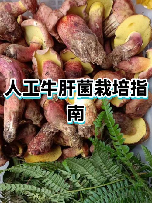 牛干菌种植技术