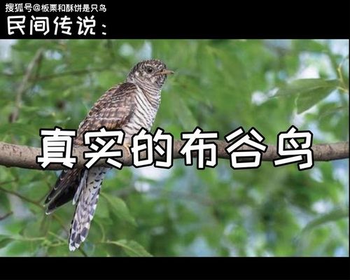 各种鸟的叫声大全 播放