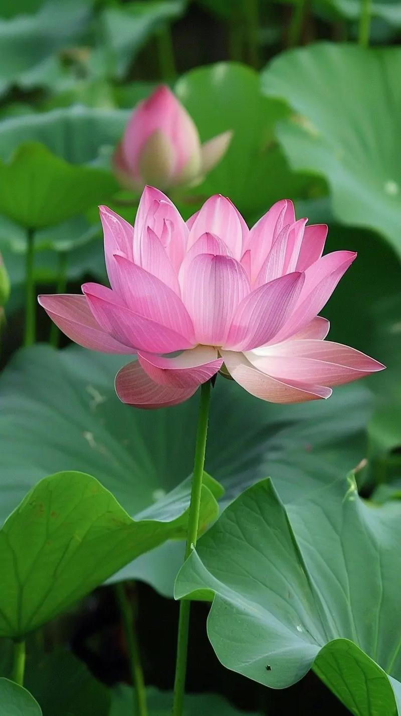 莲花超市几点开门