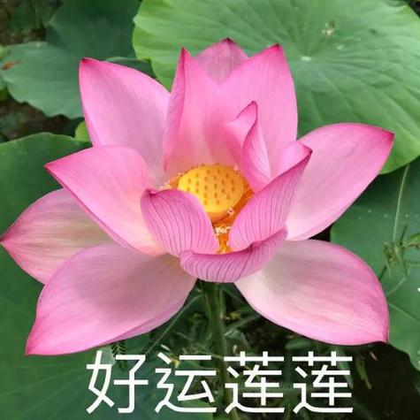 莲花图片大全大图高清 头像