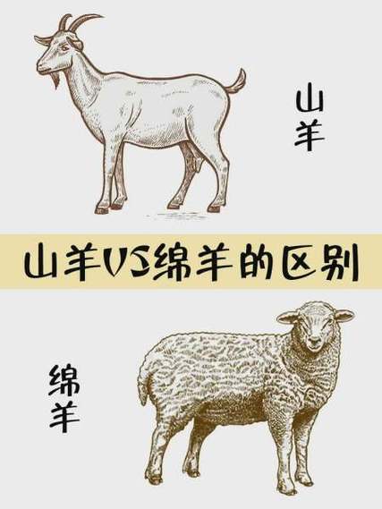 山羊和绵羊哪个贵