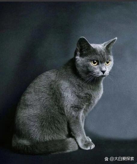 蓝猫属于什么档次的猫