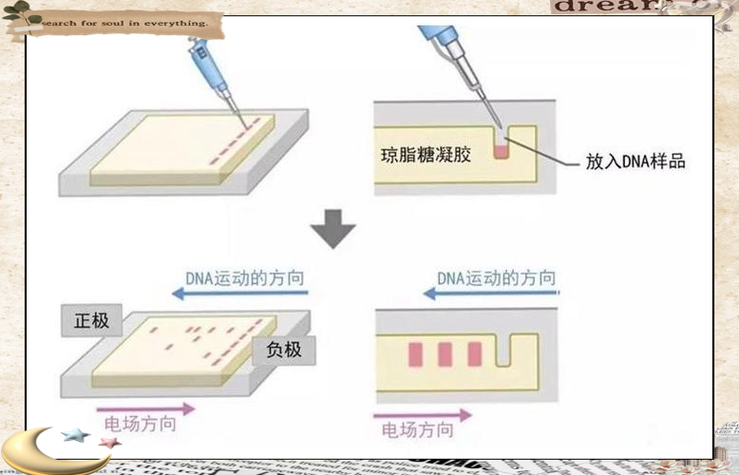 PT_PCR