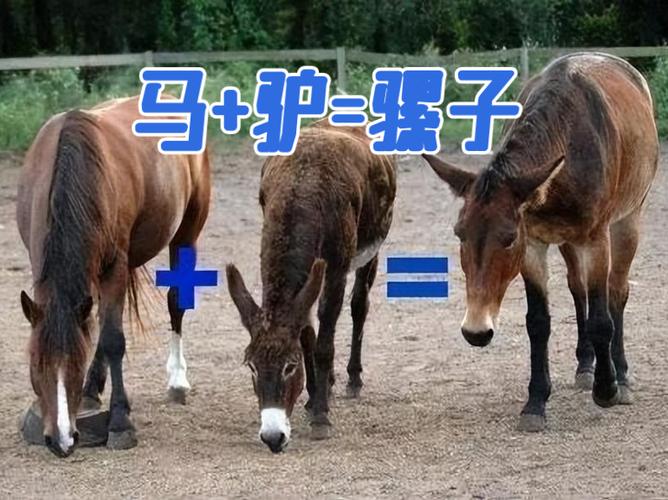 骡子好看吗