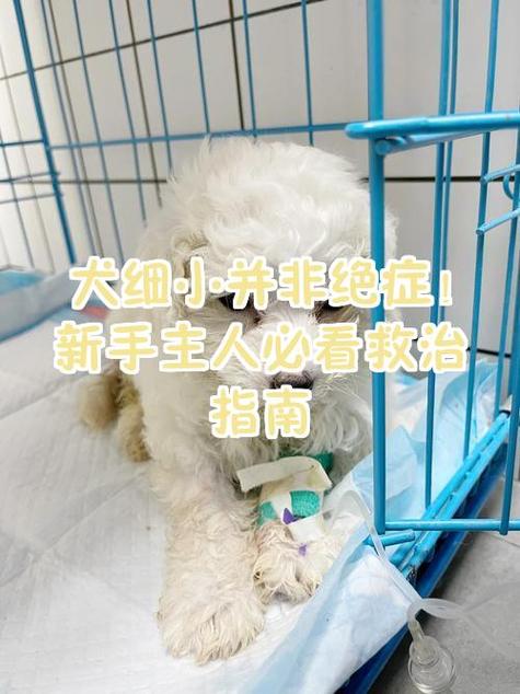 狗狗细小治疗好了还会得吗图标