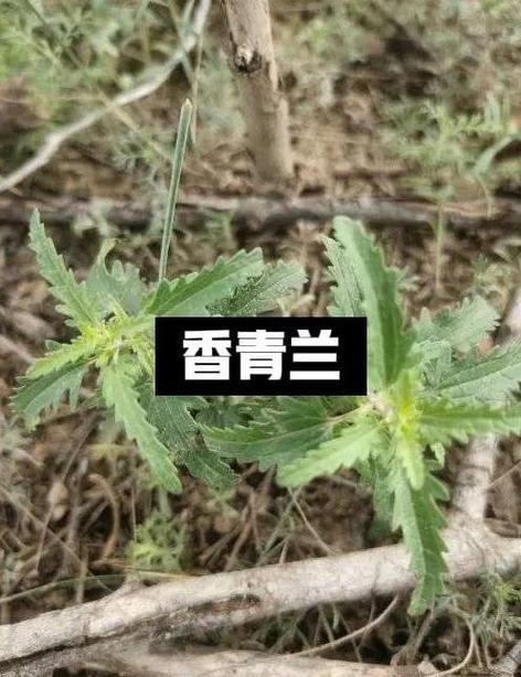 山薄荷