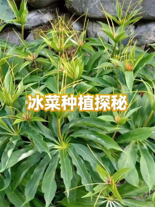 绿植的种植方法