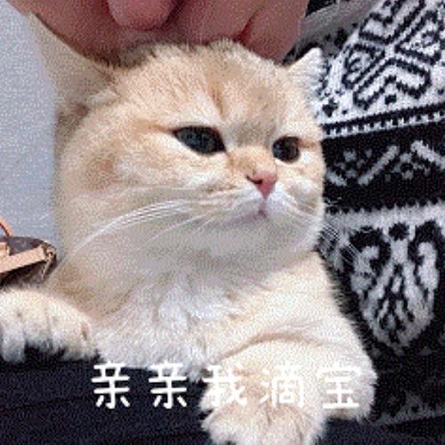 猫耳追剧免费观看全集