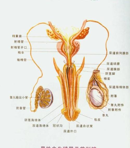 生殖科GN是什么意思图标