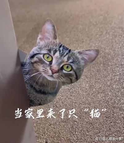 花猫画质大师50