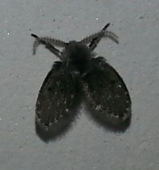 屋里好多小飞虫黑色的怎么办