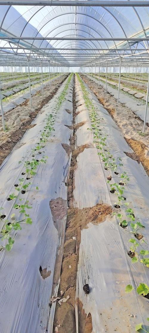 西瓜种植方法和技术