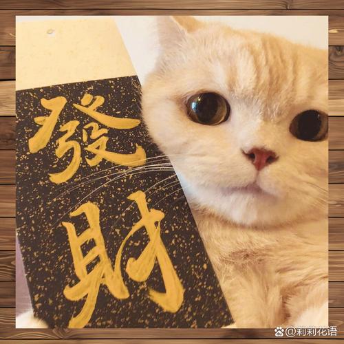 猫咪短视频赚钱福