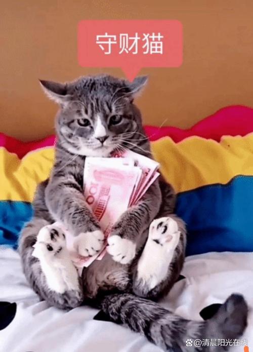 猫咪短视频赚钱福