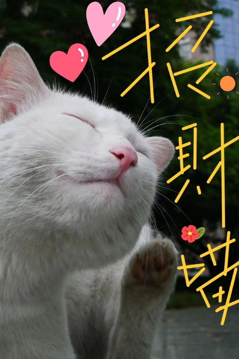 猫咪短视频赚钱福