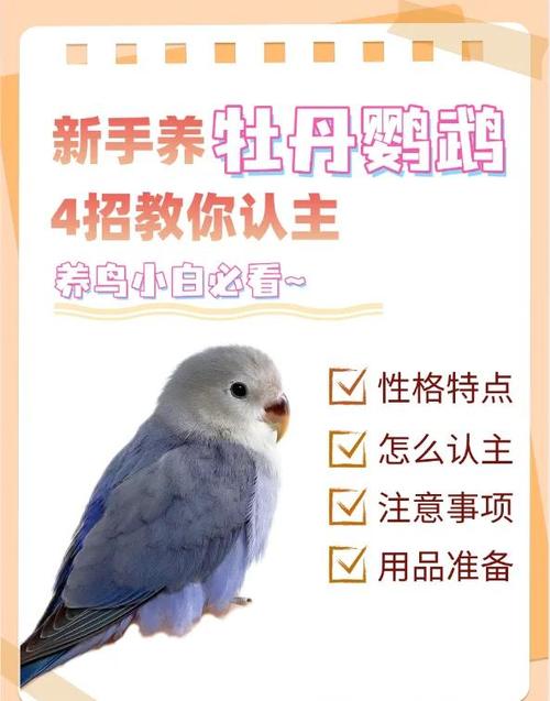 鹦鹉知道主人对它好吗