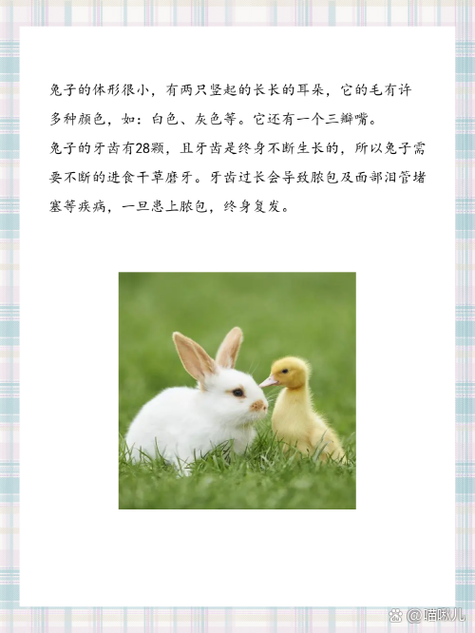 小白兔的形象描写图标