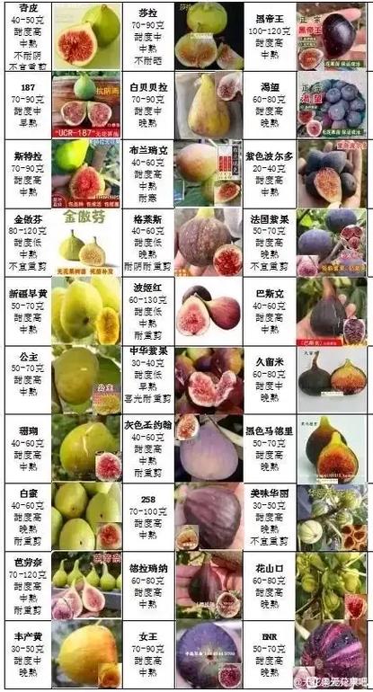 无花果种植技术