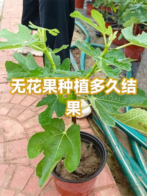 无花果种植技术