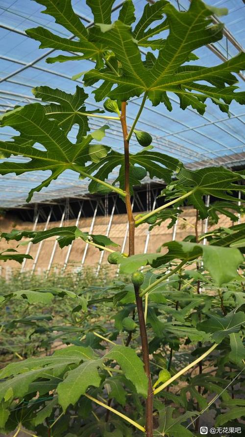 无花果种植技术
