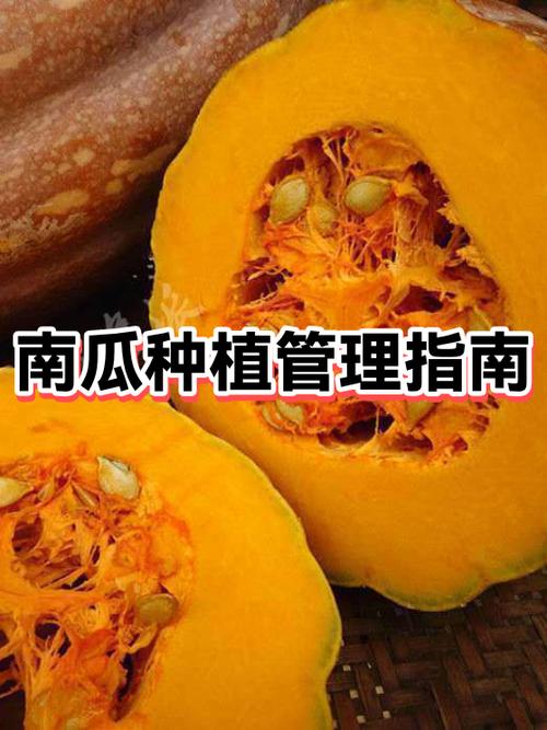 南瓜栽培技术要点