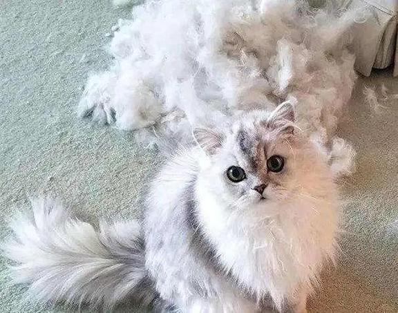 猫后背脊柱只剩下硬毛图标