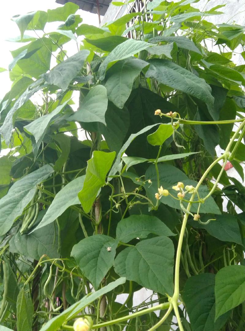 四季菜园的蔬菜