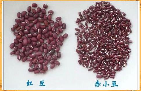 赤红豆大红豆小红豆