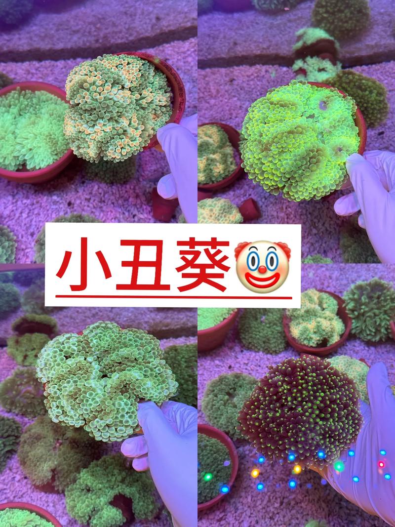 小丑葵图标