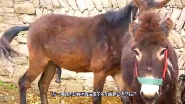 骡子还能生育吗