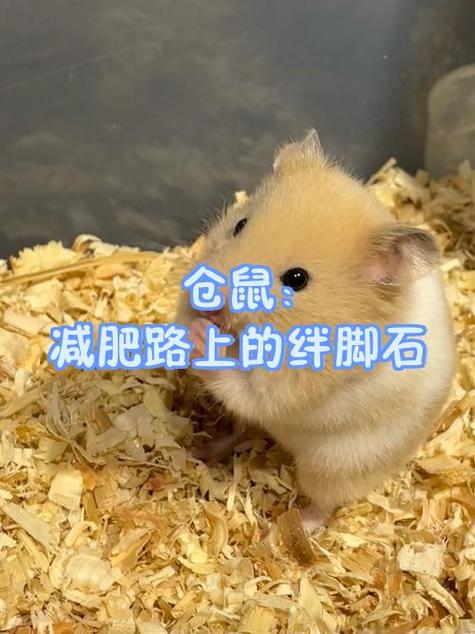 怎么调配仓鼠的减肥餐