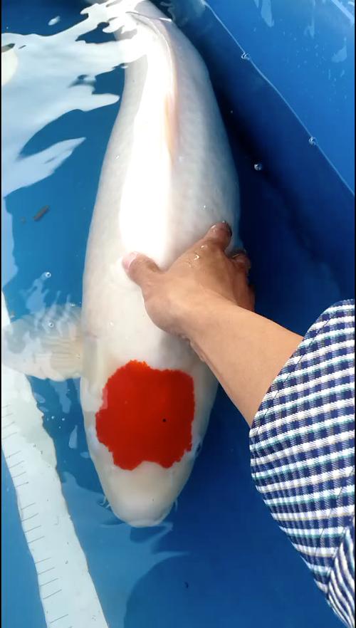 红头锦鲤