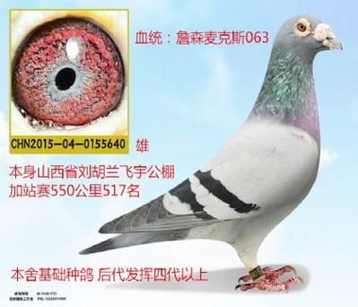 中国信鸽网查询图标