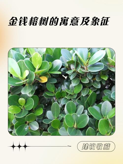 金榕树的意义