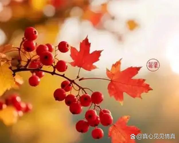 没信号可以发短信吗
