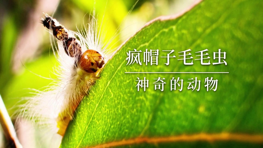 外星毛毛虫入侵地球游戏