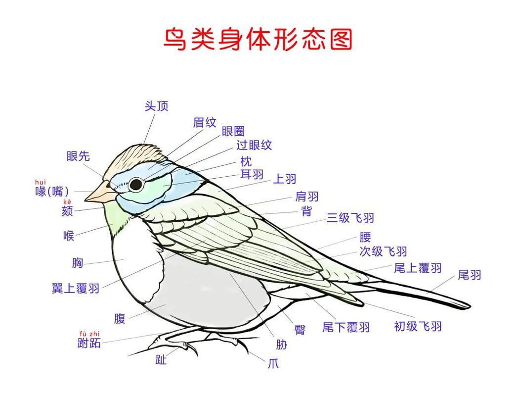 百灵鸟开挂框架怎么用