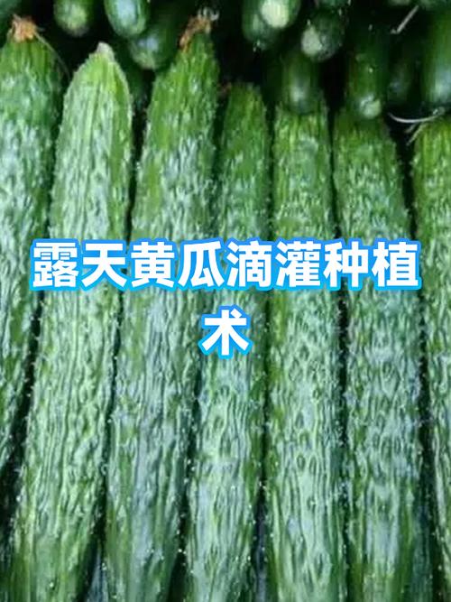 露天黄瓜种植技术视频