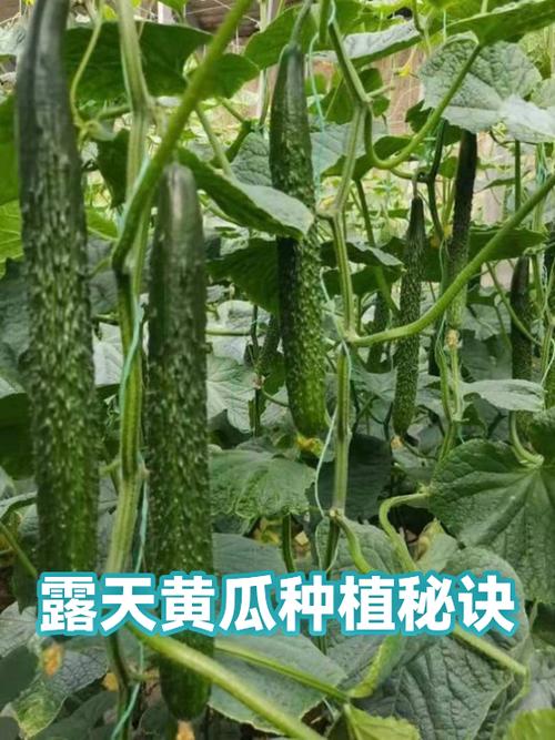 露天黄瓜种植技术视频