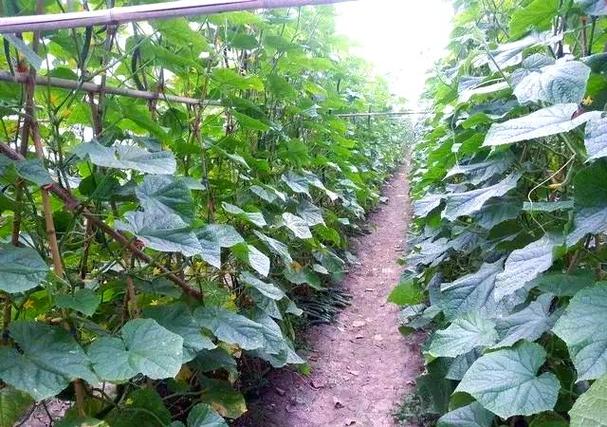 露天黄瓜种植技术视频