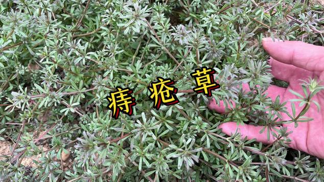 痔疮草药图片