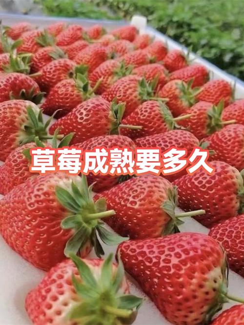 草莓转赚钱