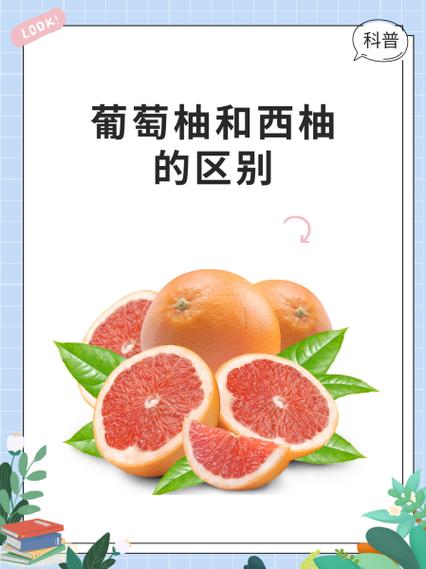 西柚的符号图标