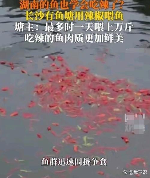 有创意的辣椒名字