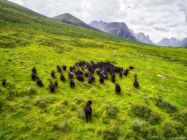 四川牧场有哪些