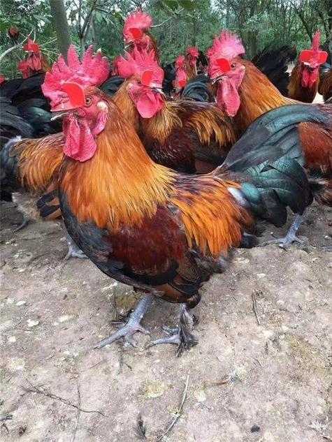 正宗土鸡苗图标