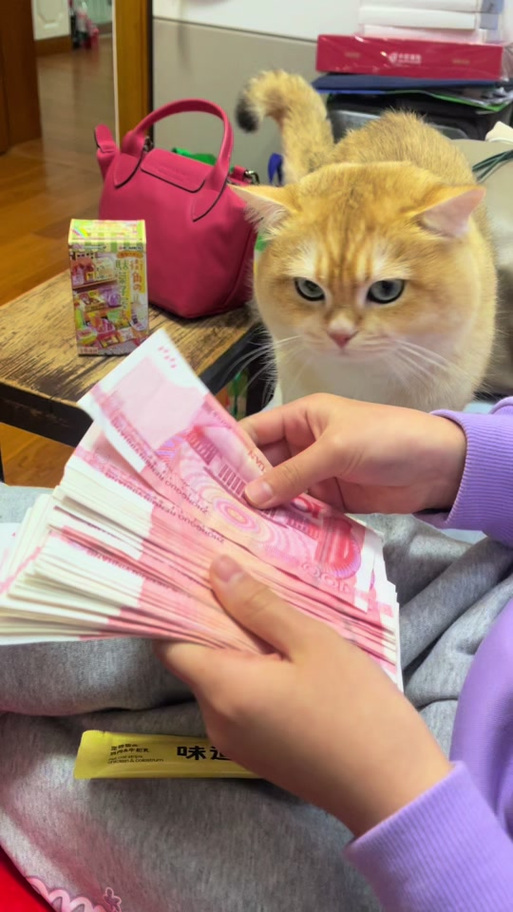 猫咪财聚红包版