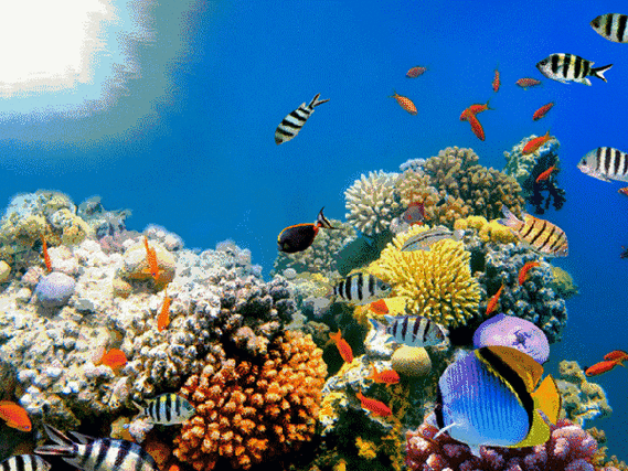 3D海底世界动态壁纸