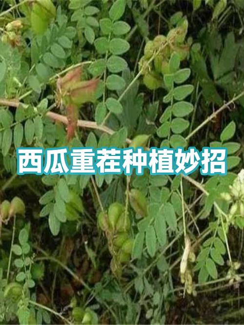 西瓜种植方法和技术