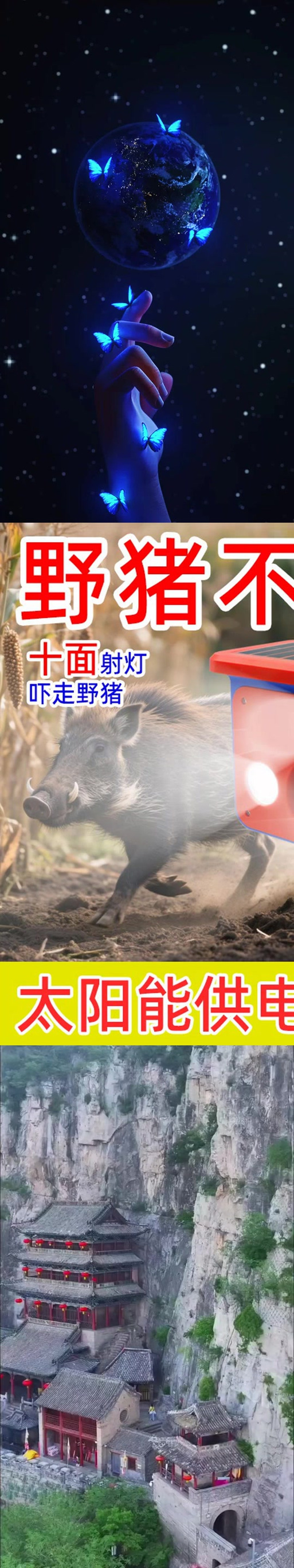 野猪的叫声 真实声音